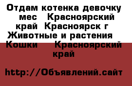 Отдам котенка девочку 4 мес - Красноярский край, Красноярск г. Животные и растения » Кошки   . Красноярский край